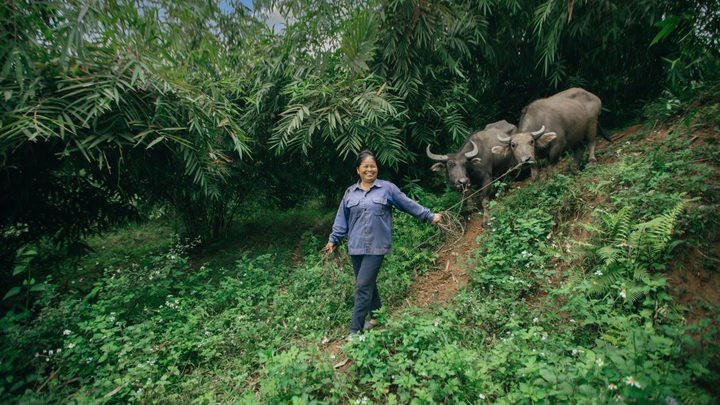 women with oxes in the forest