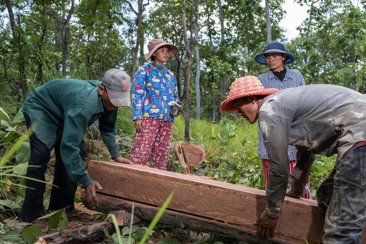 Rey Seakla (28) joined the deadwood harvesting program earlier in the year and is also a community forest credit member. In the photo she is waiting for her peers to turn the log so she can mark the next cut. Kbal Damrey Commune, Sambo District, Kratie, Cambodia, 24 August 2020.