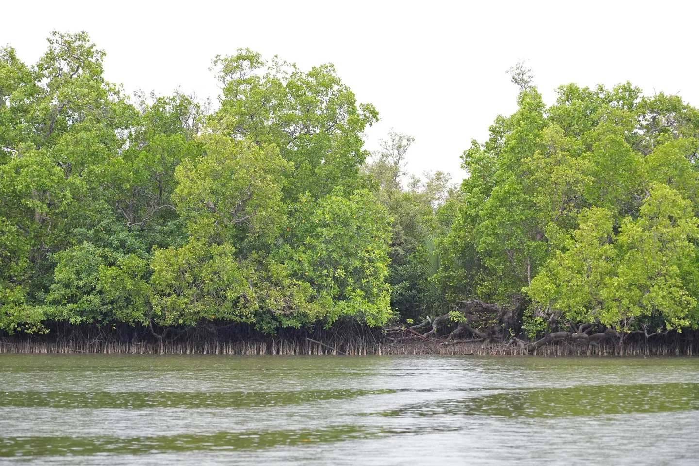 A mangrove forest in Cogtong Bay, near the mouth of the Carood River. 
