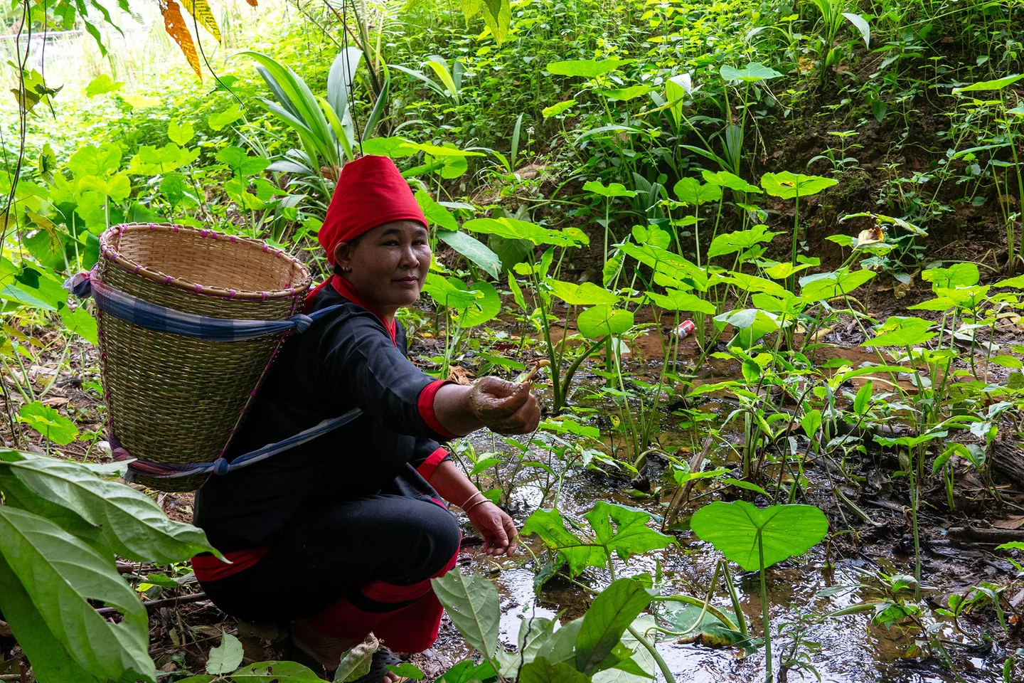 Community Forest in Sindupalchowk district Nepal