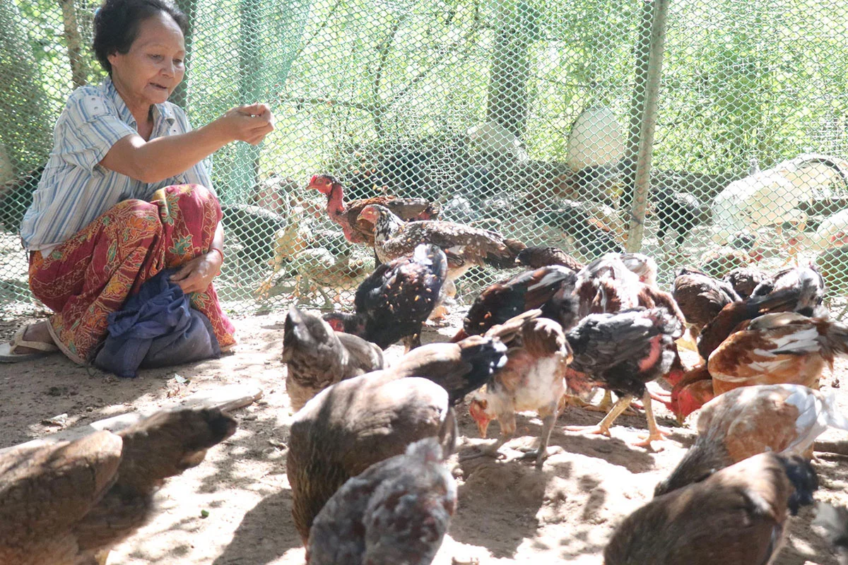 chicken-raising busines