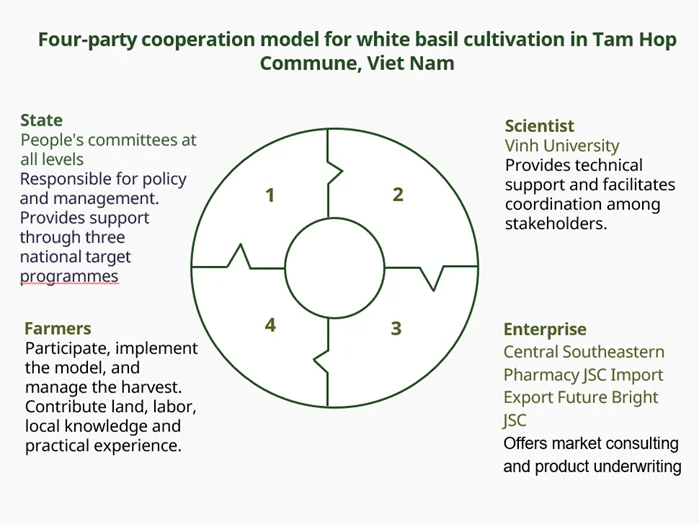 Four-party cooperation model for white basil cultivation in Tam Hop commune, Viet Nam. The cooperation model, being implemented in Phuong’s research project, mobilizes all stakeholders to ensure the effectiveness and sustainability of the project.