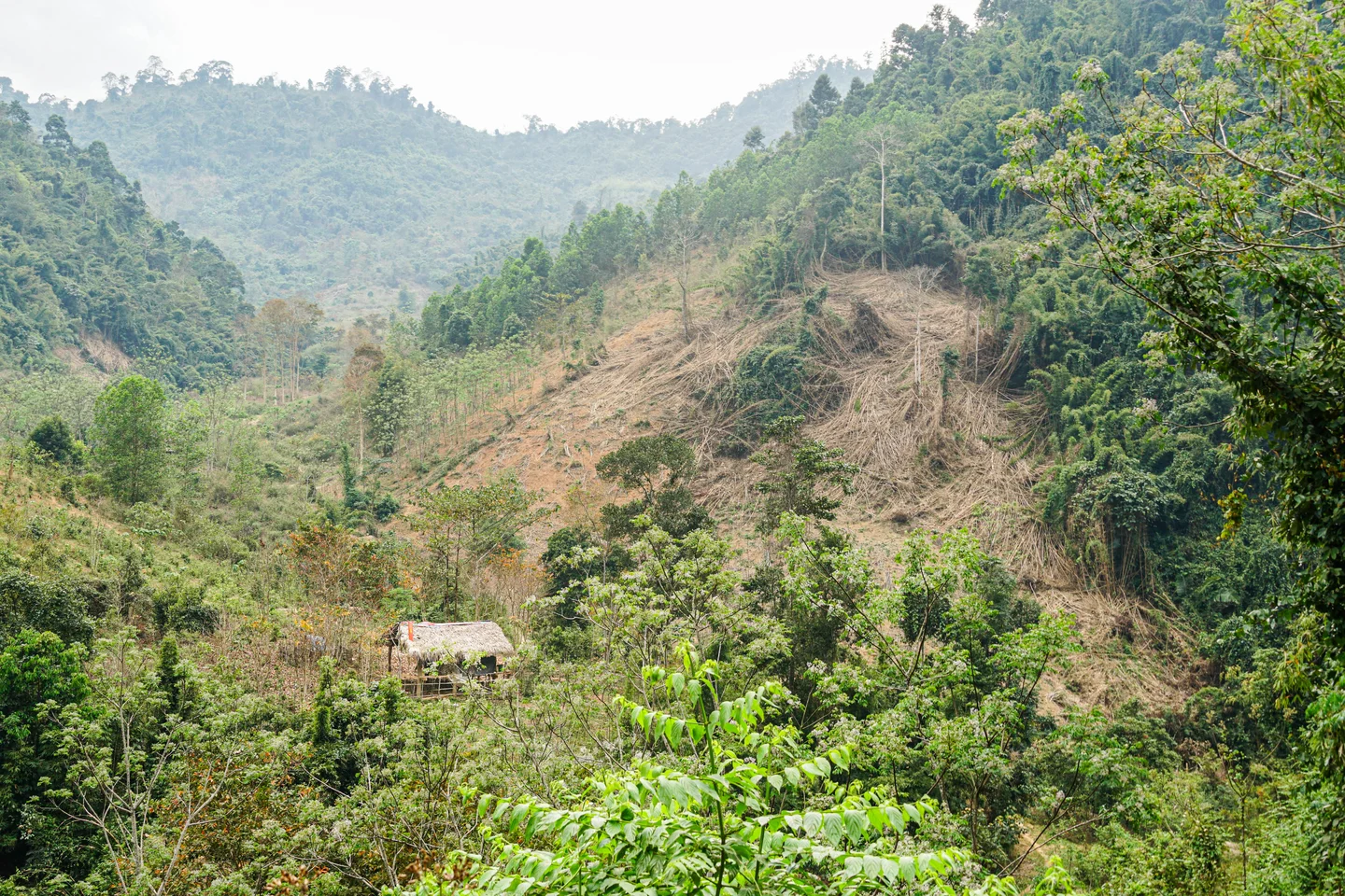 The denuded hillside on the right marks the proposed site for the white basil plantation in Tam Hop commune. This area, previously cleared through slash-and-burn practices, will be restored as a production forest under a community-led model supported by Phuong’s research project and the Department of Agriculture and Rural Development. 