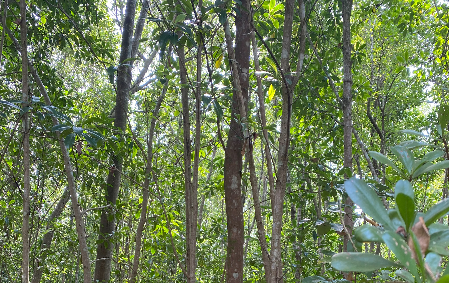Community forest of Wakon village in the Ayeyarwady delta 