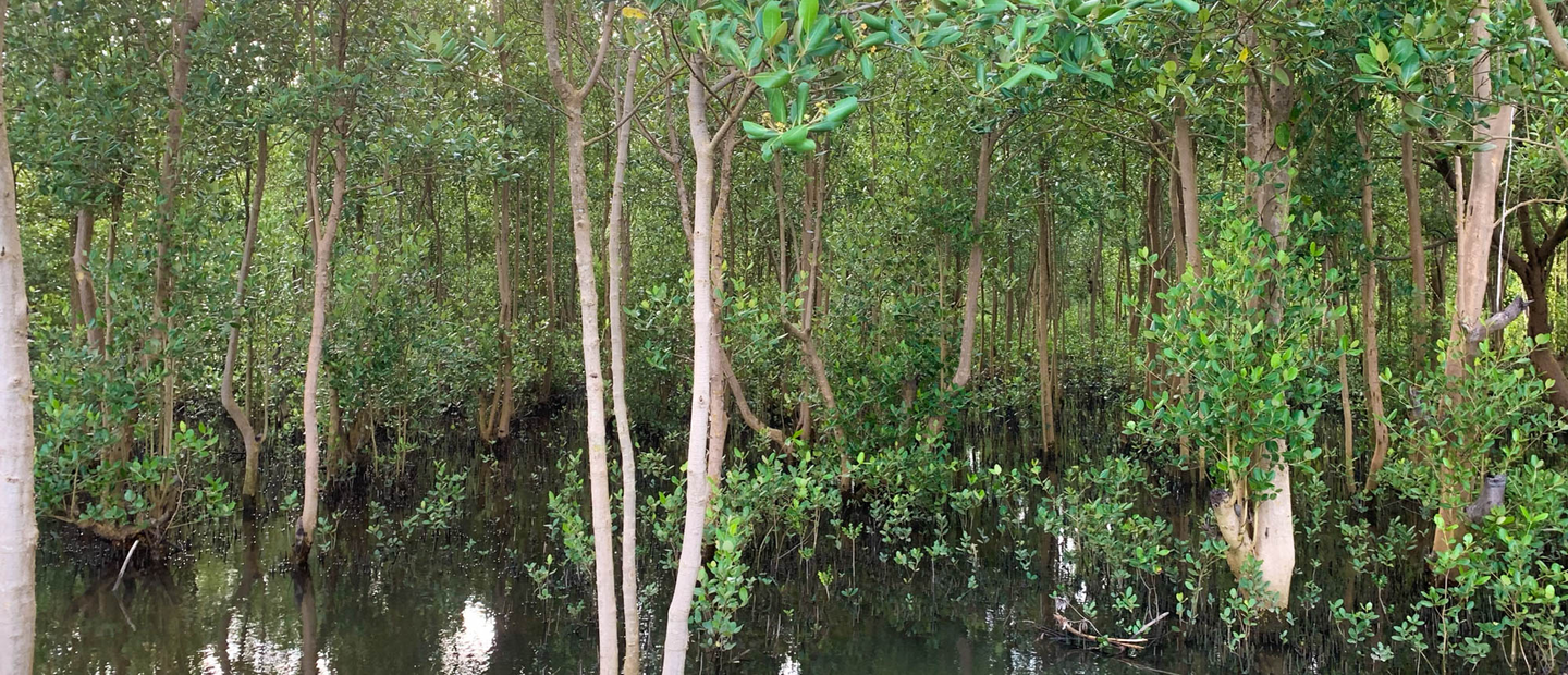Mangrove forest