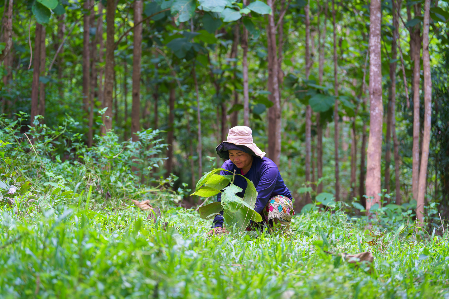 laopdr khoklaung
