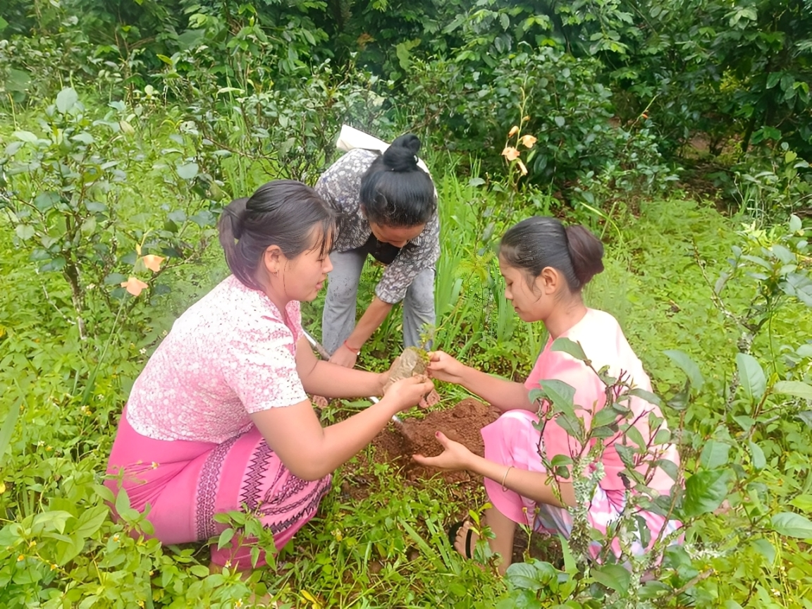 Women in Ywangan, southern Shan State, Myanmar participate in a plantation activity.