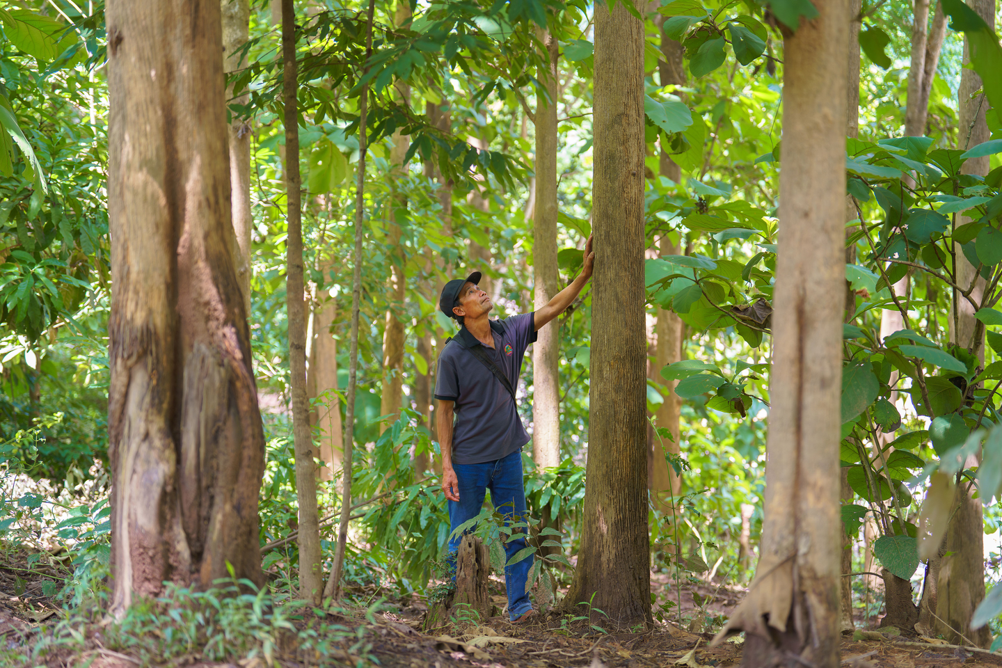Village forestry in Lao PDR