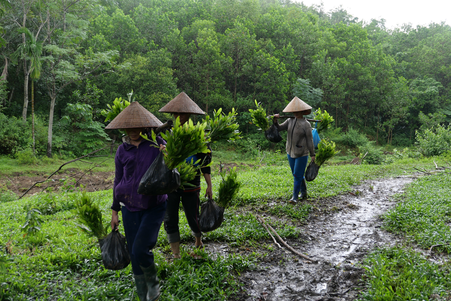 Vietnam_Landscape_NgheAn