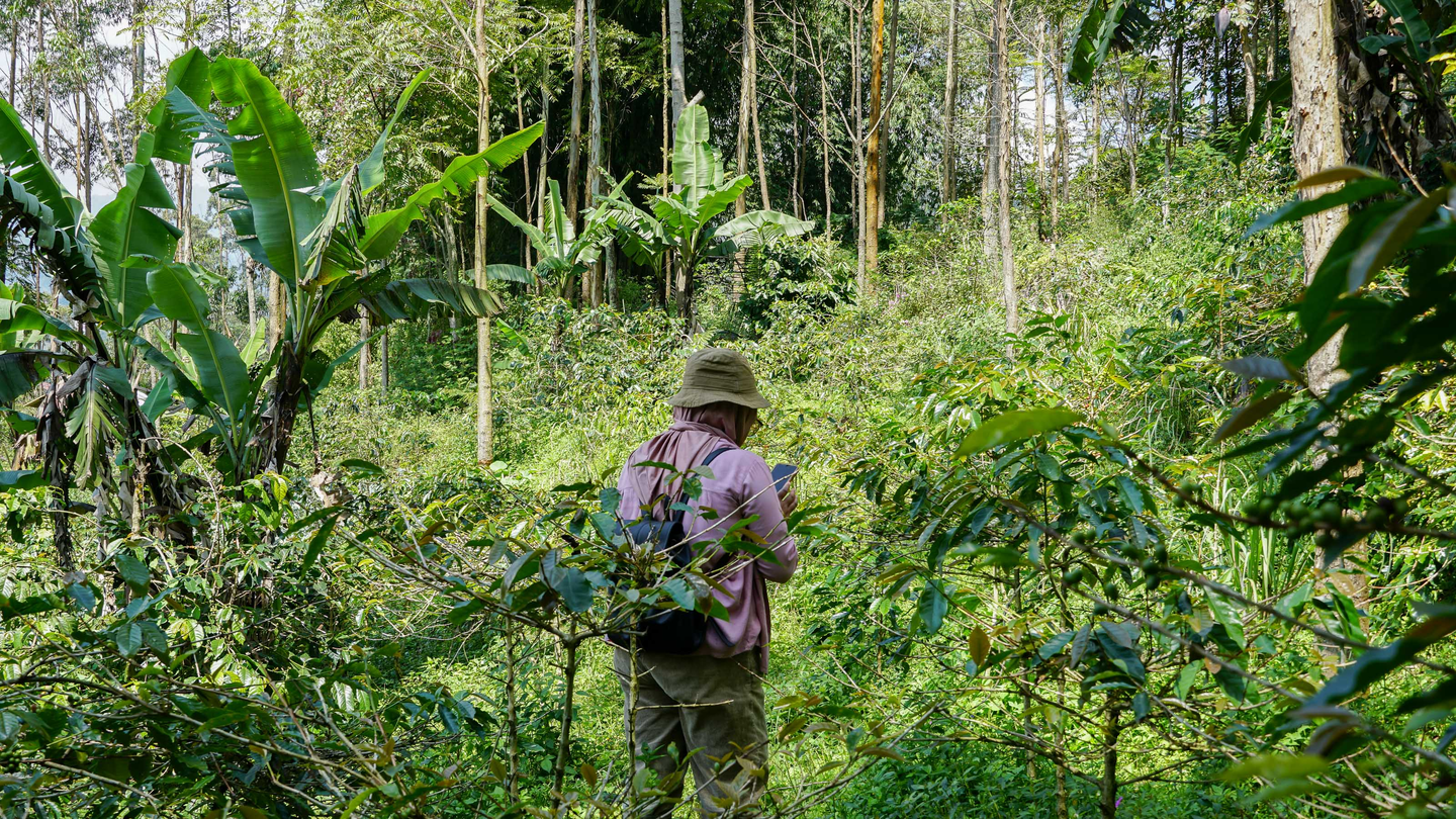 local youth surveyors have mapped coffee farms, collecting data on farm productivity, coffee varieties, management practices, soil conditions and traceability. 