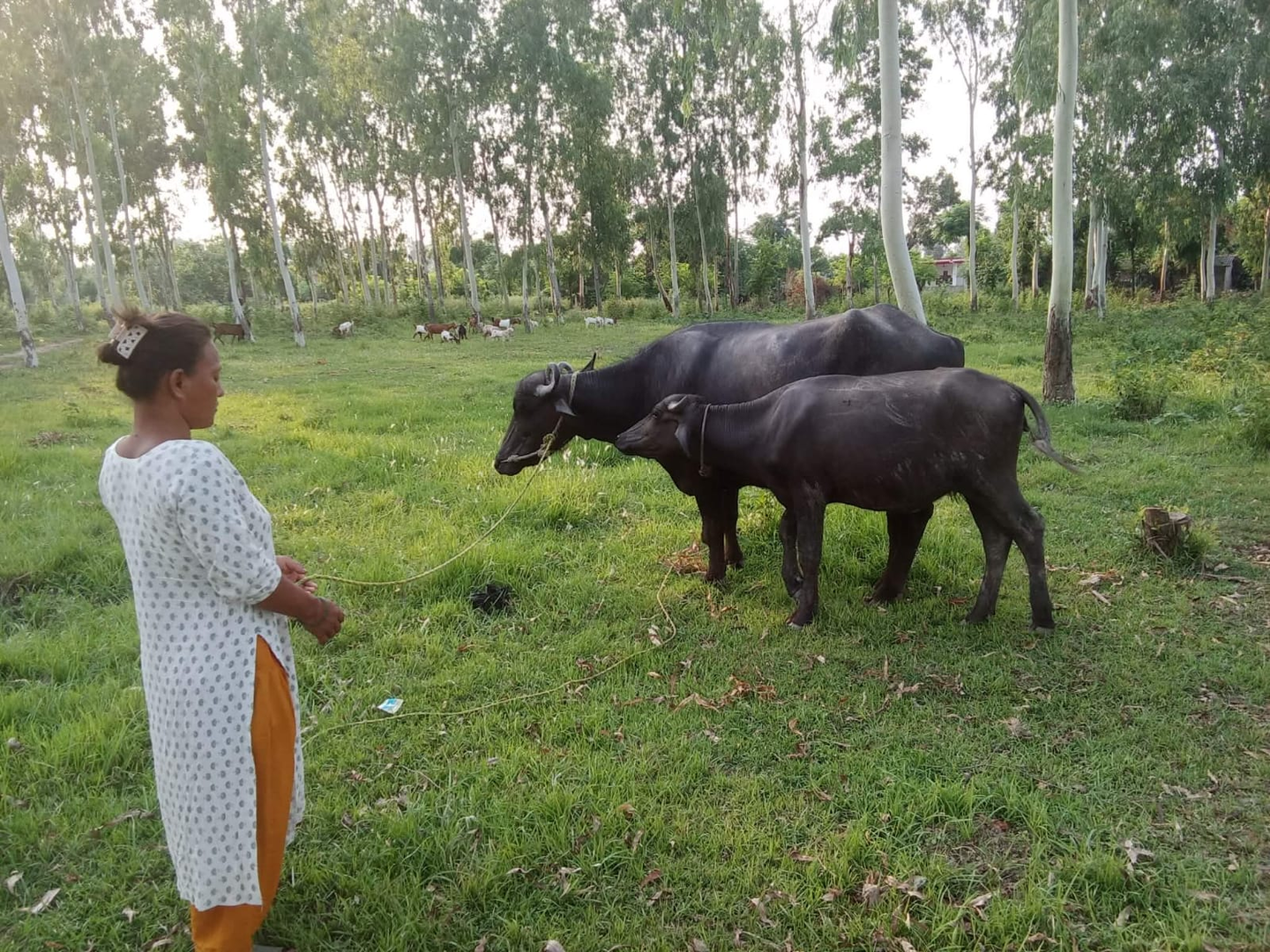 Woman holding rope with buffalo grazing in the background in Nepal