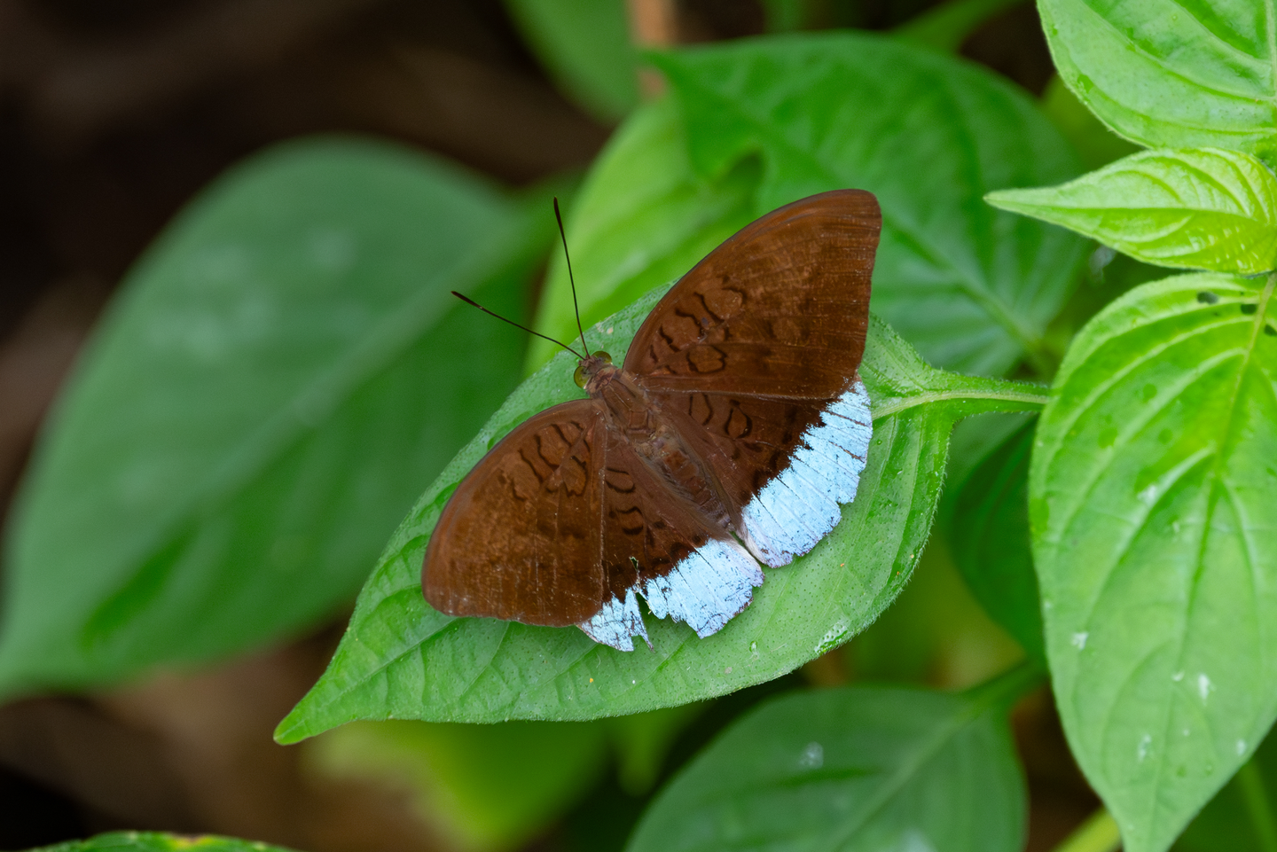 Butterfly recorded during the biodiversity survey in Thailand