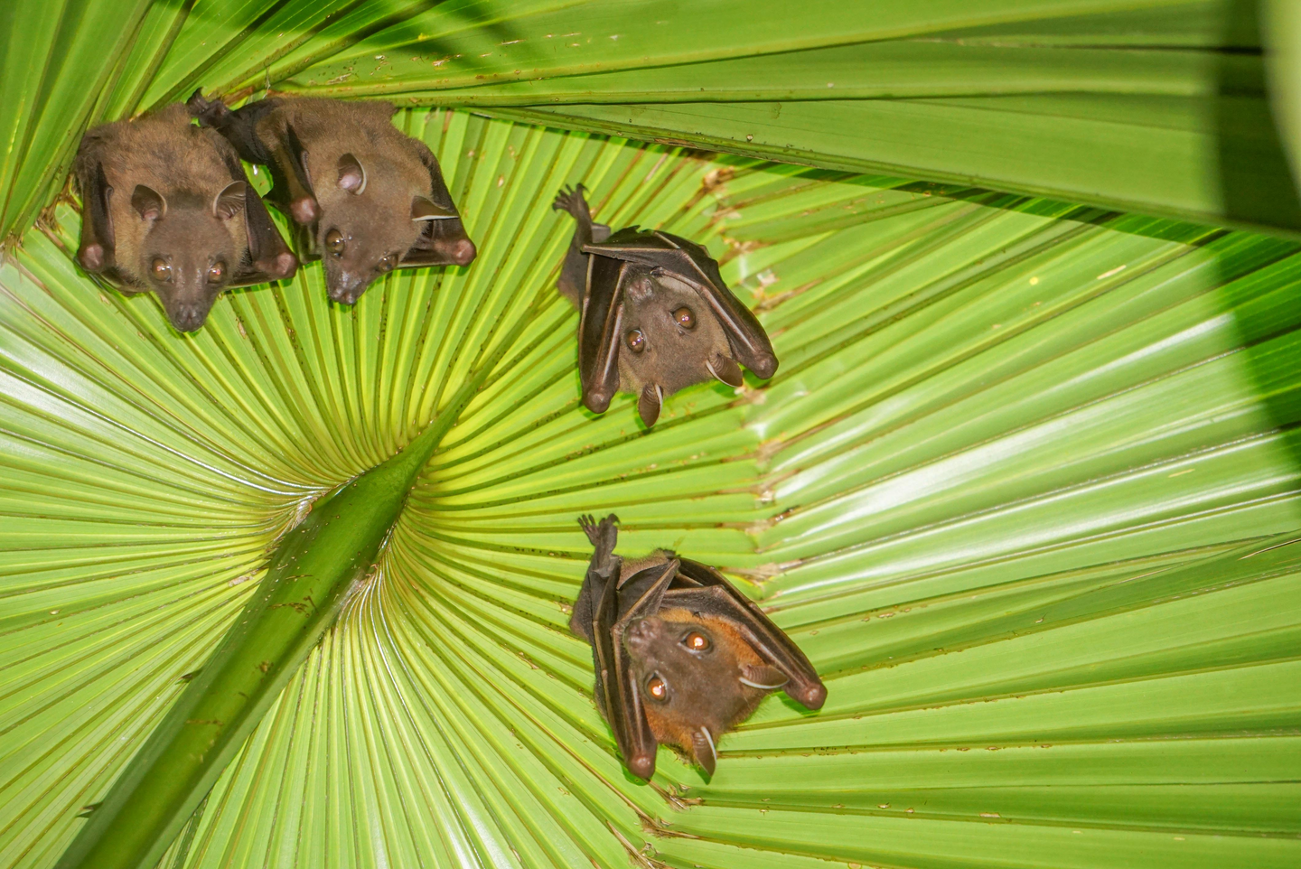 Bats recorded during the biodiversity survey in Thailand