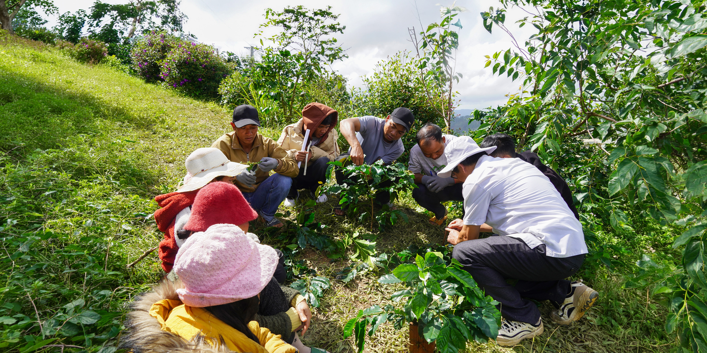 Coffee farmers in Viet Nam