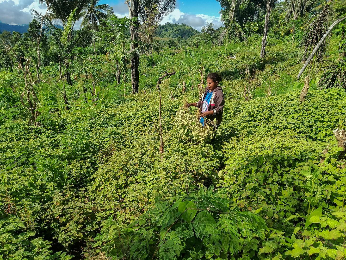 A community member stands in a planted field in Sulawesi, Indonesia.