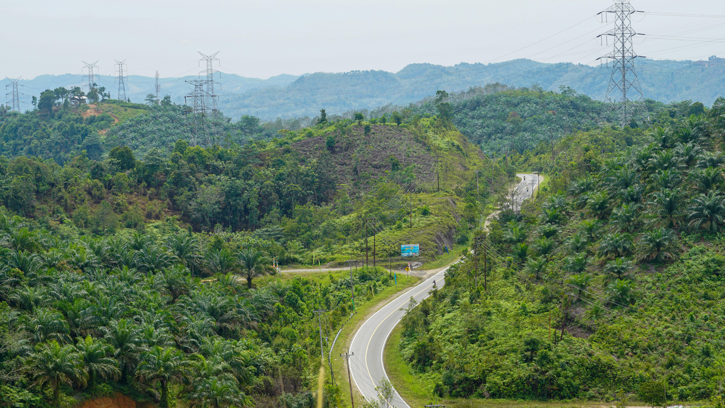 Oil palm landscape in Indonesia