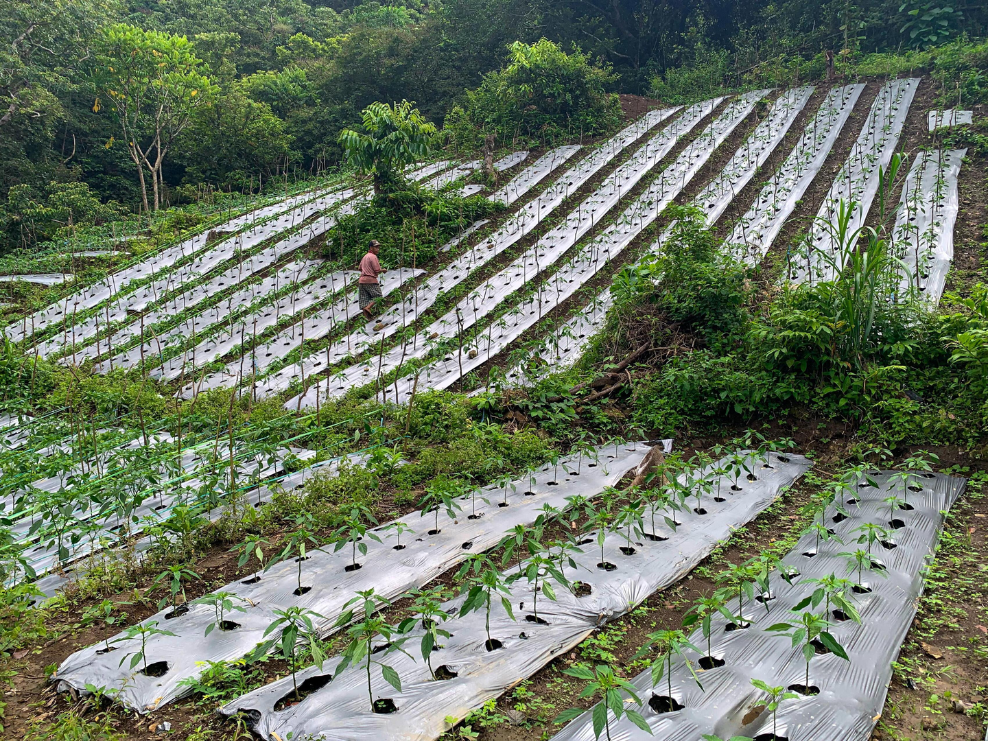 Farm plots on a hillside next to forest in Sulawesi, Indonesia.