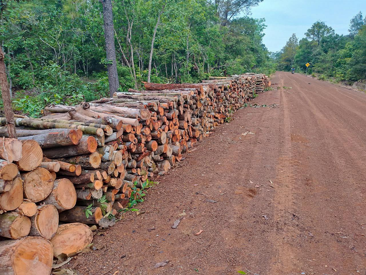 Logs stacked beside a road in a community forest in Kampong Thom province, Cambodia.