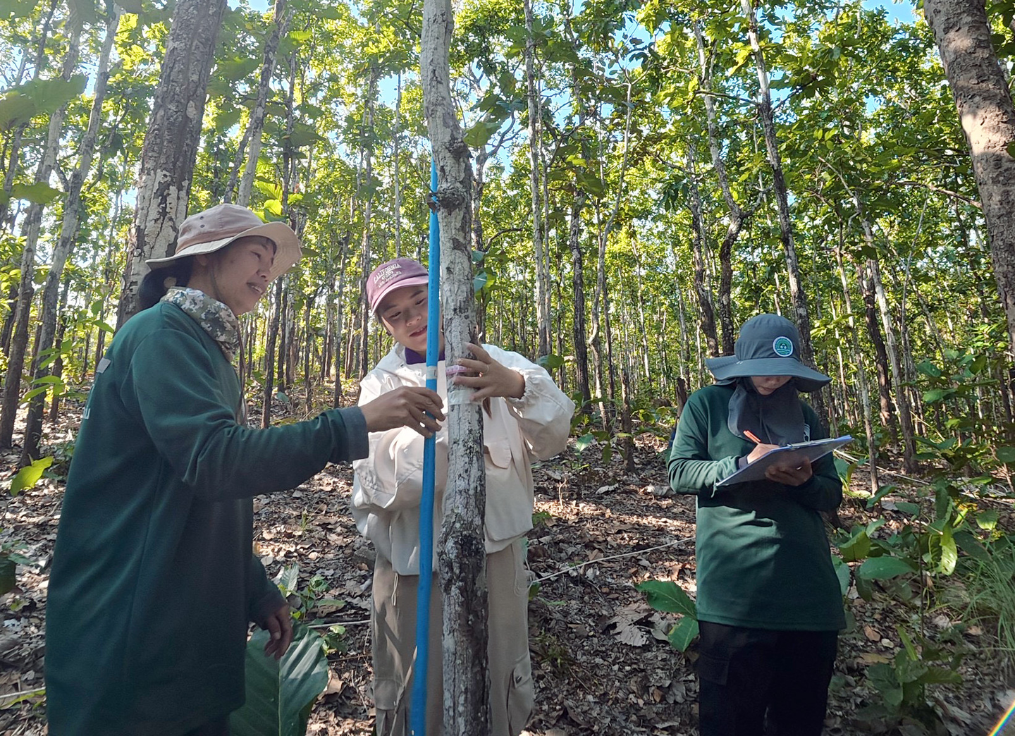 Model Forest team measuring a tree in Thailand