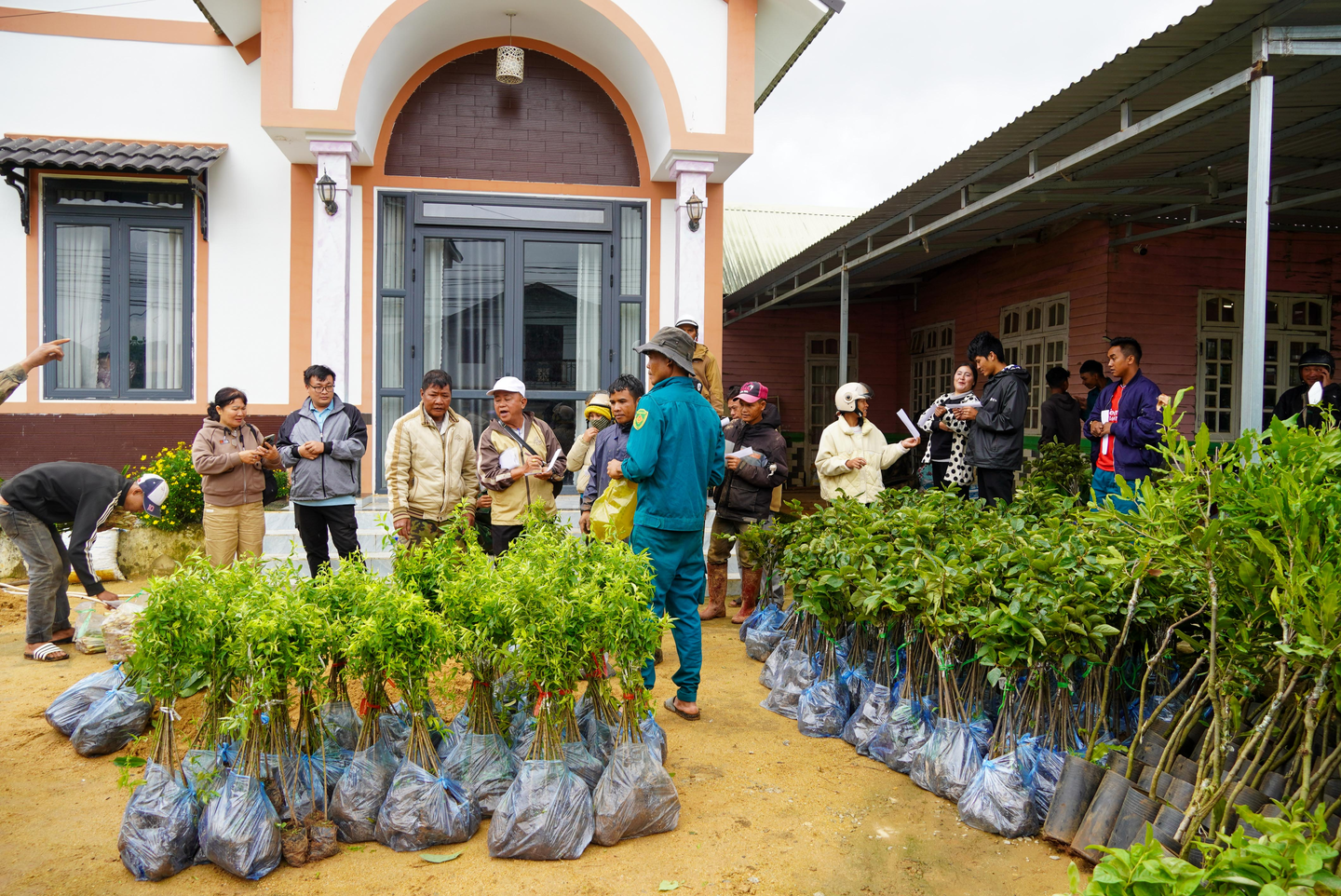 Seedling delivery for coffee farming in Viet Nam