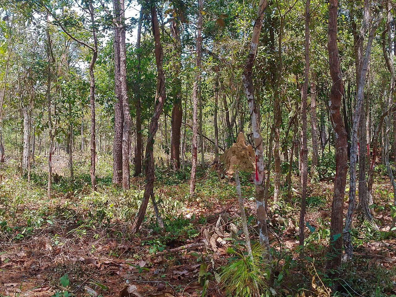 Trees marked for silviculture in a community forest in Kampong Thom province, Cambodia.