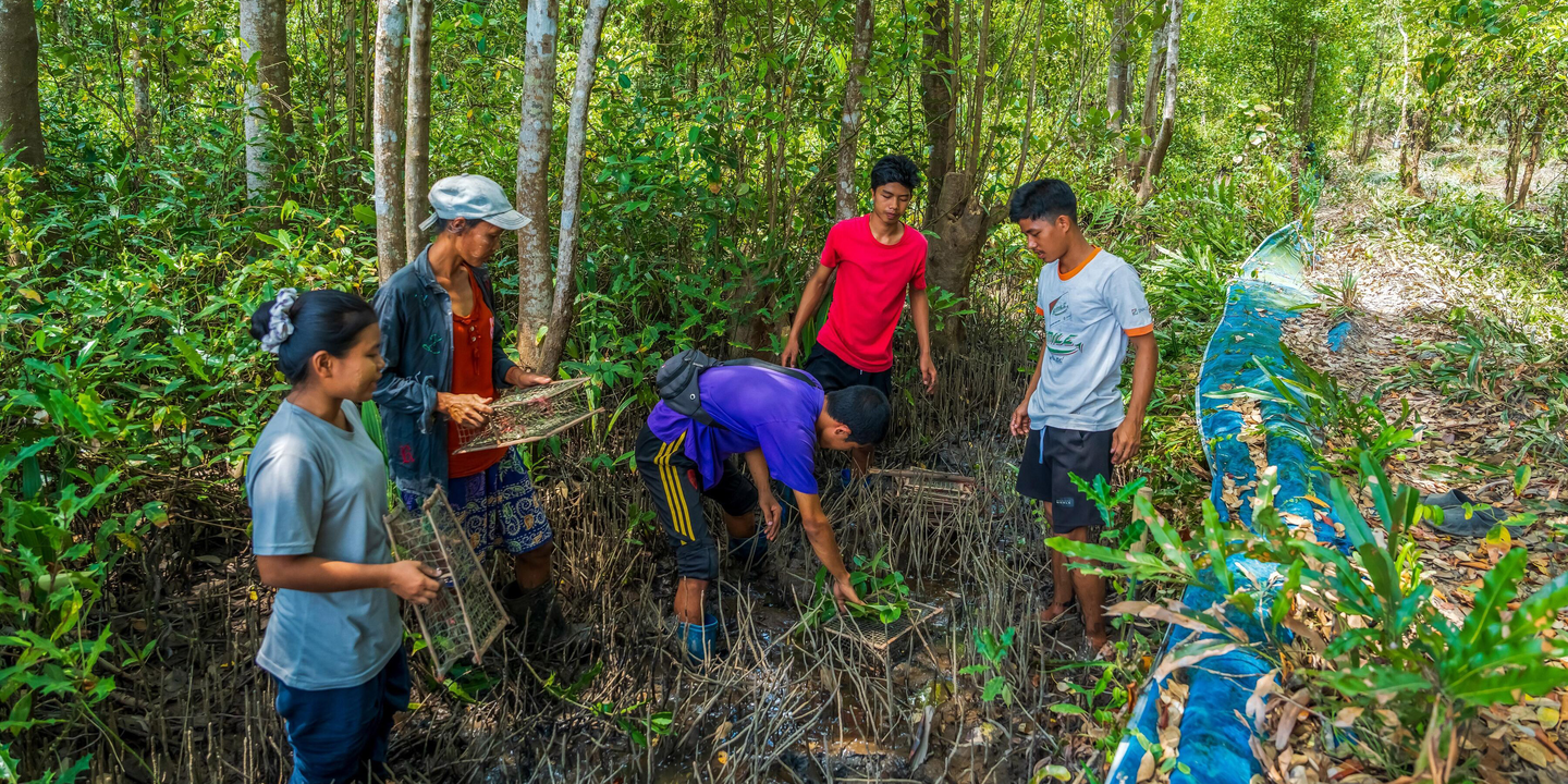 Mud crab farming