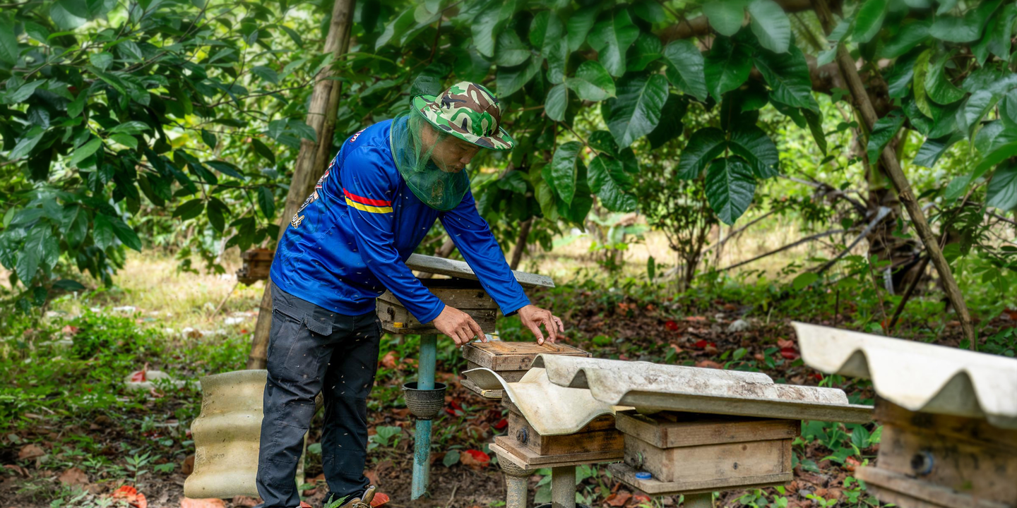 A farmer in Nan province Thailand with stingless bees